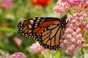 Monarch_Butterfly_Danaus_plexippus_Milkweed